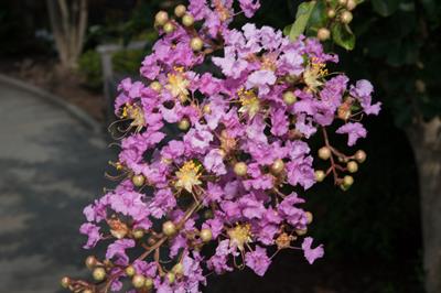 Crape myrtle
